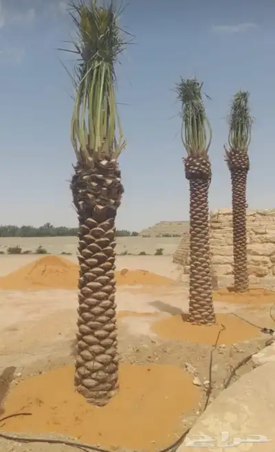 نخل للبيع إخلاص سكري برحي ونان مجدولة صقعي 5