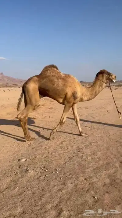 حايل 0