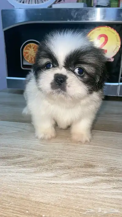 mini sitzu 3