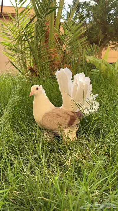 جوز حمام زينه هندي رقاص 0