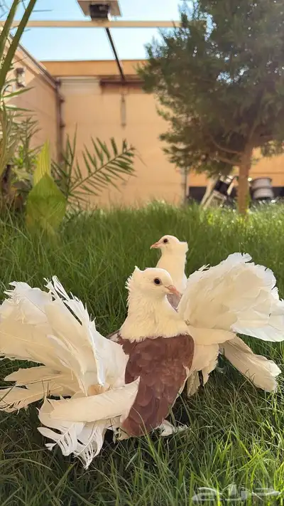 جوز حمام زينه هندي رقاص 2