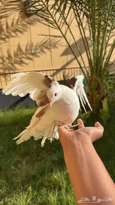 جوز حمام زينه هندي رقاص 3