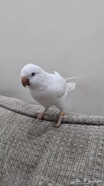 للبيع كويكر ألبينو 1