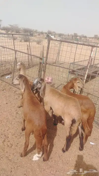 طليان تيلاد صنف 0