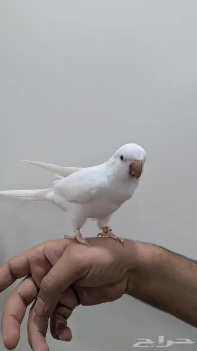 للبيع كويكر ألبينو 2