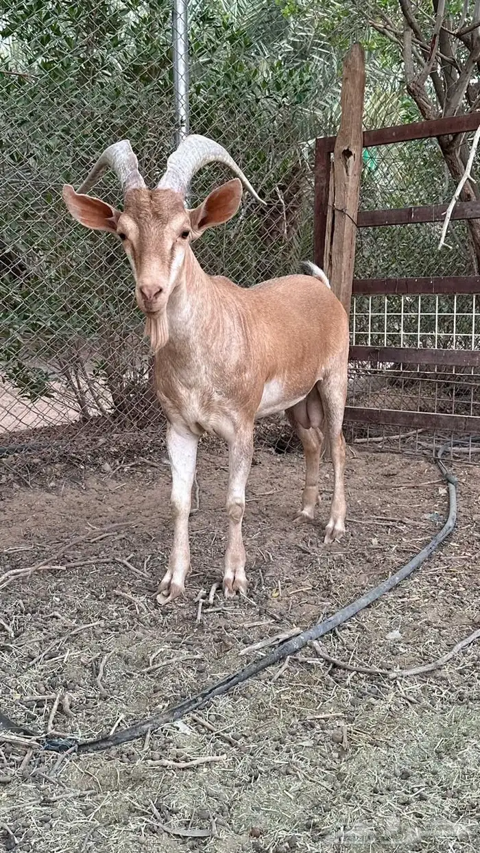 تيس هجين وعل 2