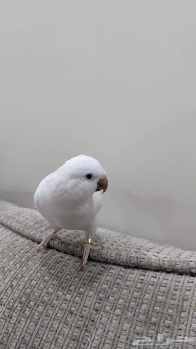 للبيع كويكر ألبينو 0