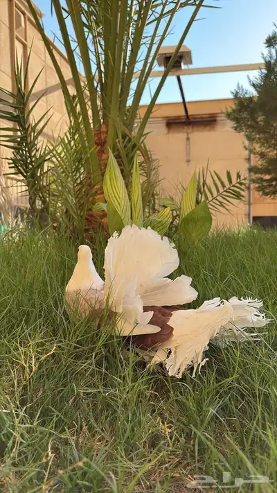 جوز حمام زينه هندي رقاص 1