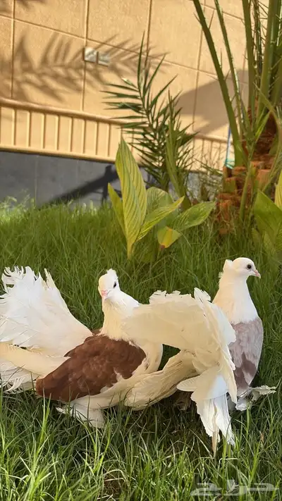 جوز حمام زينه هندي رقاص 4