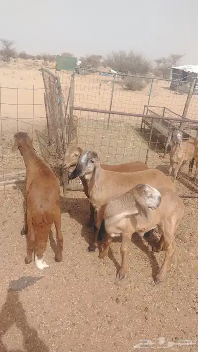 طليان تيلاد صنف 2