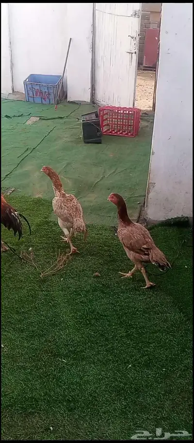 للبيع 3