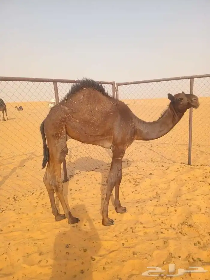 حشوان طيبه جدا جدااا 0