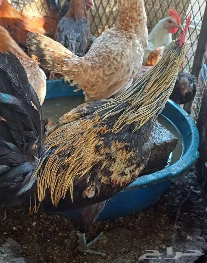 ديكه للبيع 1
