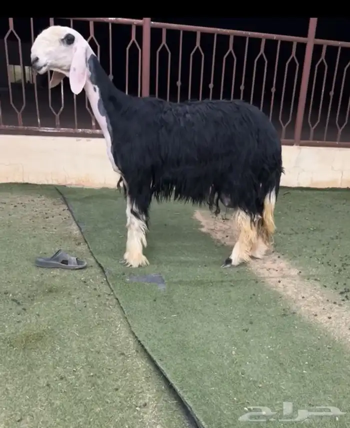 رخل خلفه 0