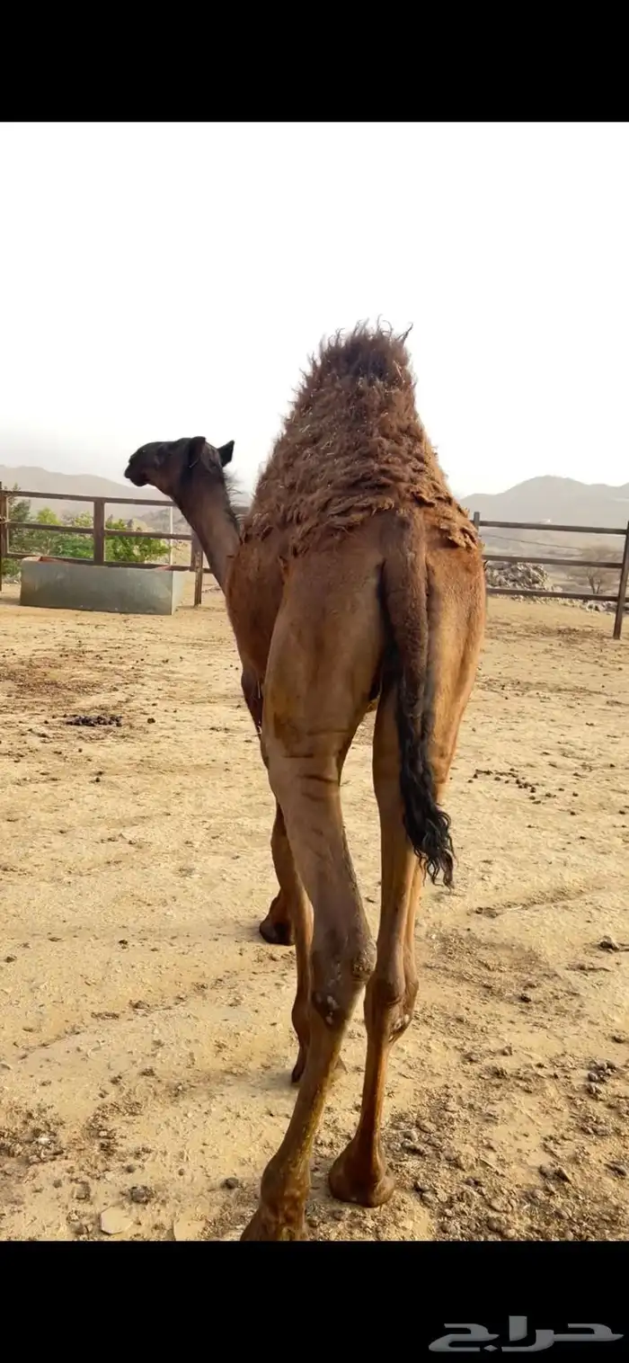 حاشي للبيع 6