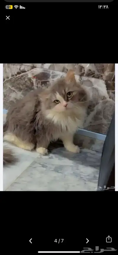 قطط من جده للتبني ذكور واناث الفصيله شيرازي مع هملايا 1