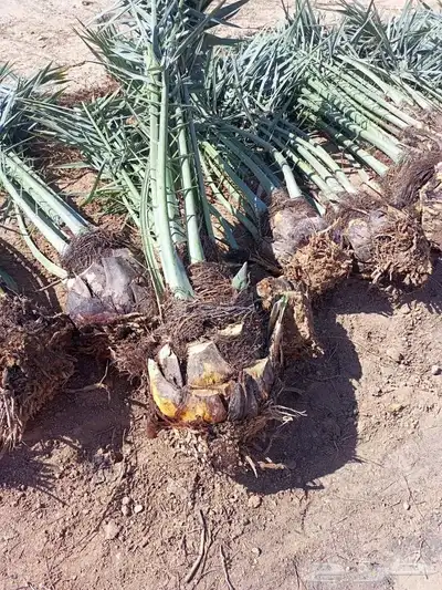 نخل للبيع إخلاص سكري برحي ونان مجدولة صقعي 9