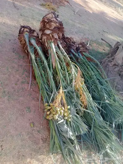 نخل للبيع إخلاص سكري برحي ونان مجدولة صقعي 2