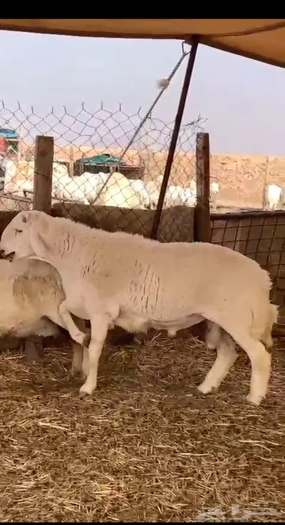 خروف رباع على جميع الشروط 0