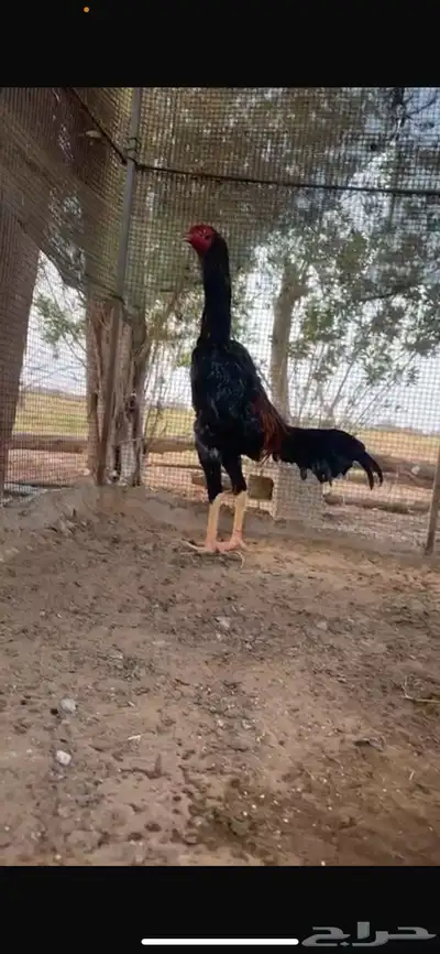 دجاج شامو القنفذه القوز 0