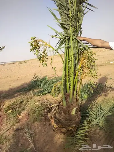نخل للبيع إخلاص سكري برحي ونان مجدولة صقعي 11