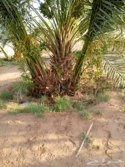 نخل للبيع إخلاص سكري برحي ونان مجدولة صقعي 0