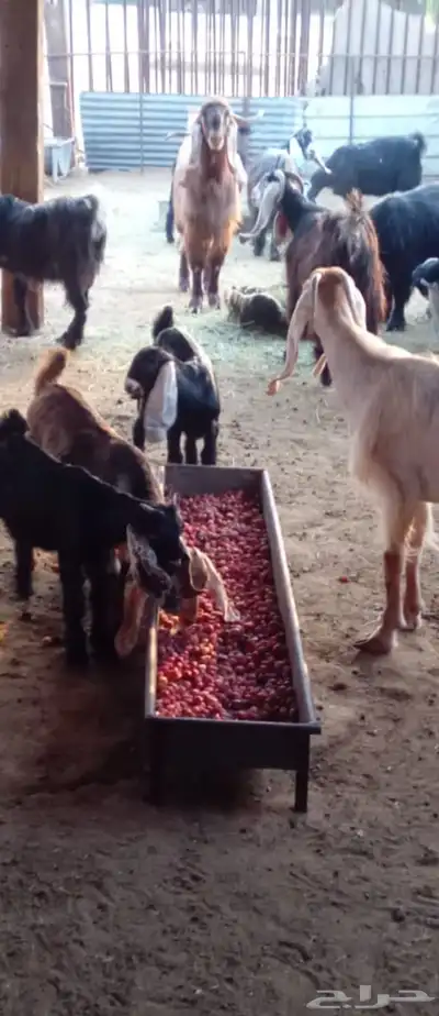 معزا عوارض للبيع عدد 10 يتبعها 5 معها فحلها 0