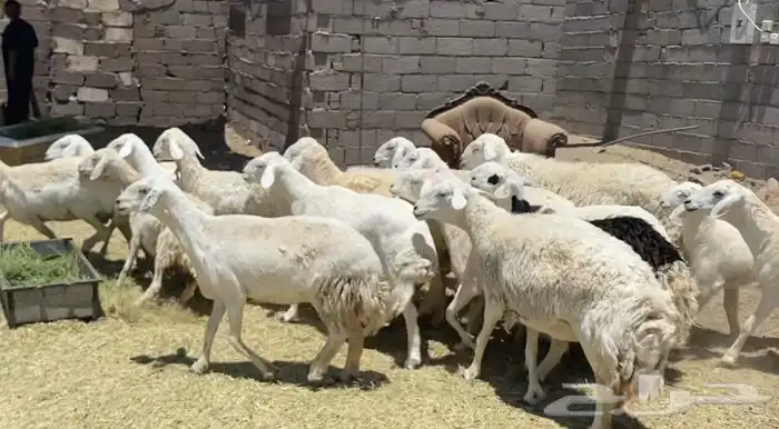 ضان حريات جروم كافه مقاني طيبه تم البيع 13