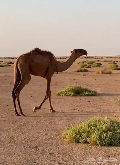 قعود حاشي قصب حوار 1