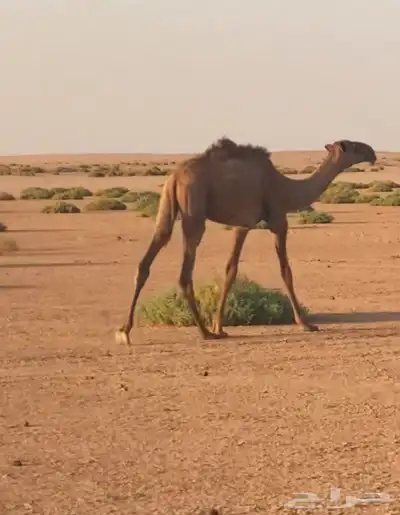 قعود حاشي قصب حوار 0