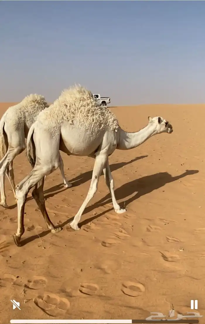للبيع قعود 0