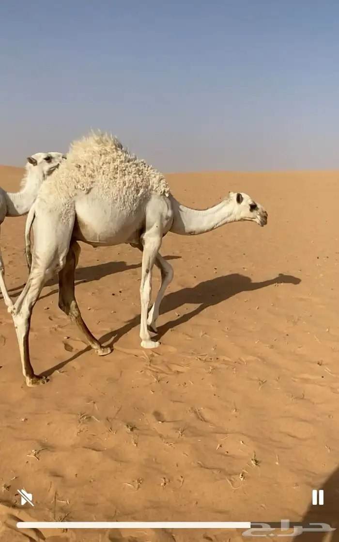للبيع قعود 1