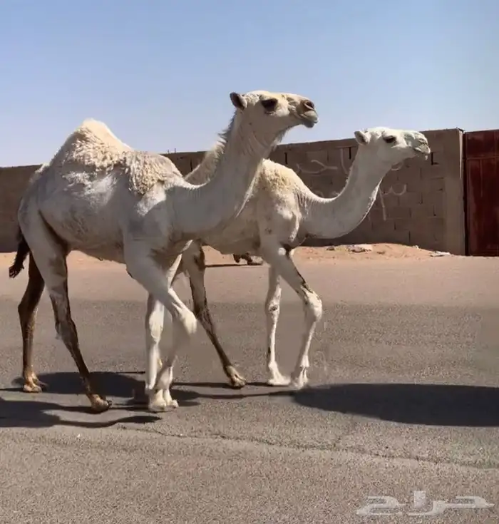 حواره حيسونيه تم البيع 4