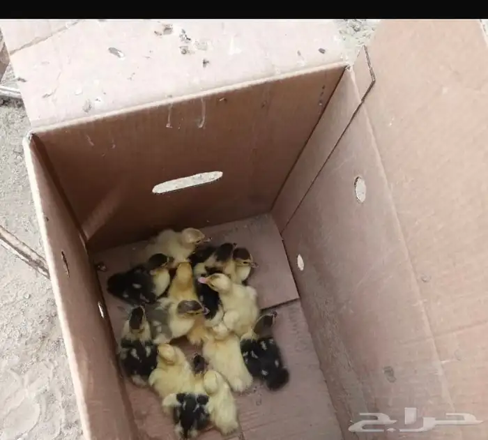 القنفدة القوز 2
