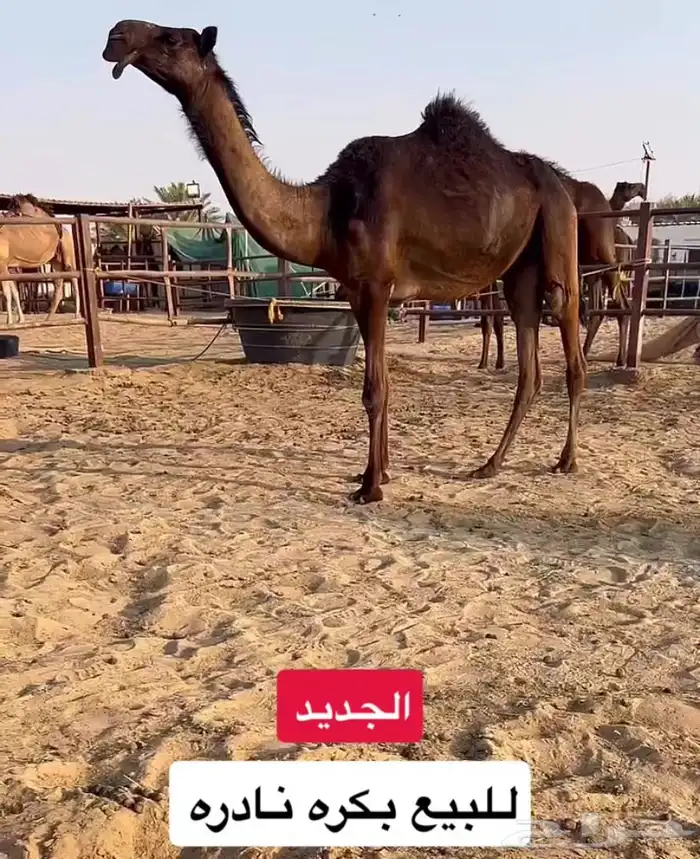 للبيع بكره مفروده كفو 0