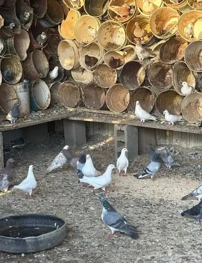 حمام منتج 0