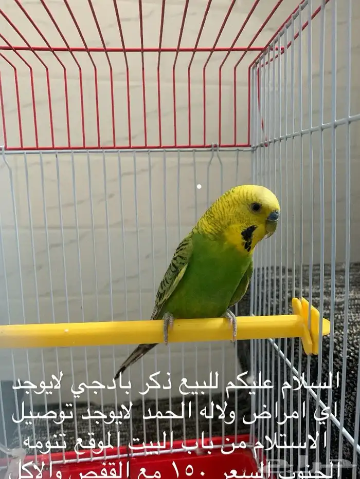ذكر بادجي للبيع 0