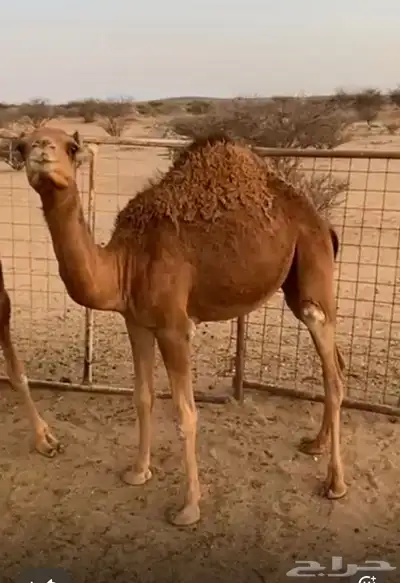 بكره 1