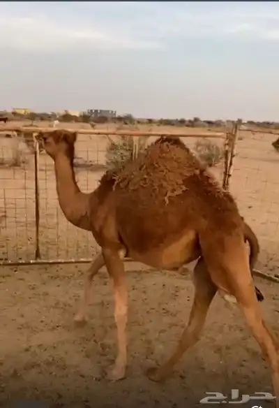 بكره 2