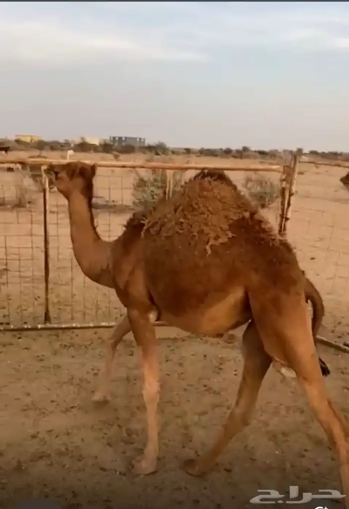 بكره 2