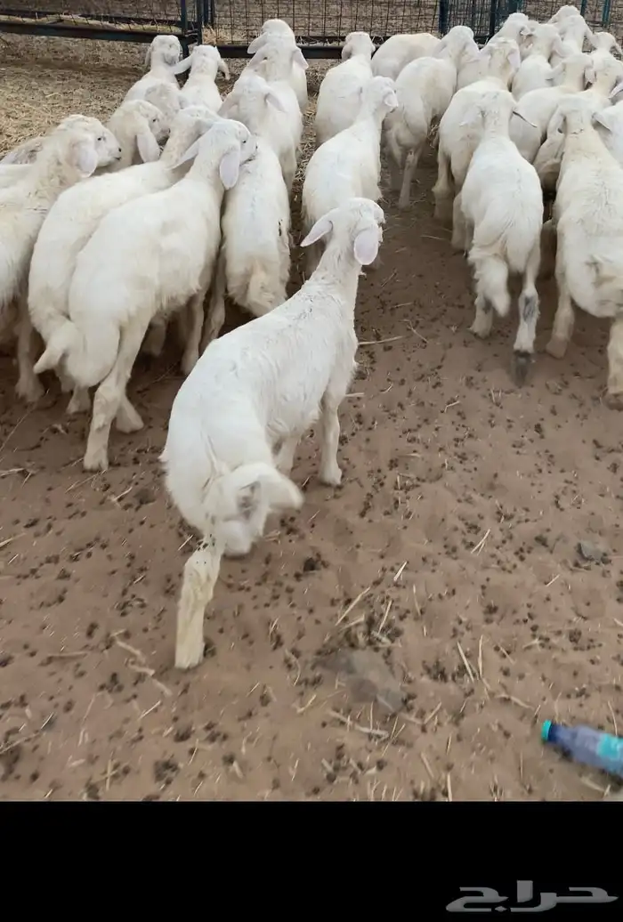بهم تربيه تم البيع اضغط متابعه يصلك كل جديد نعرضه 1