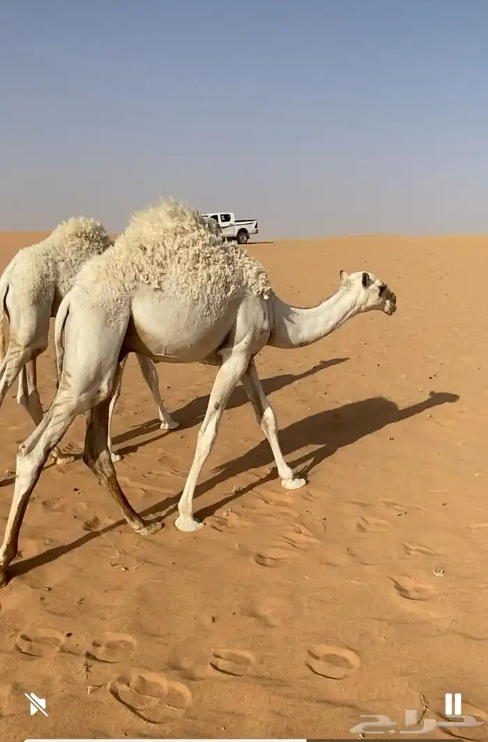 للبيع قعود 3