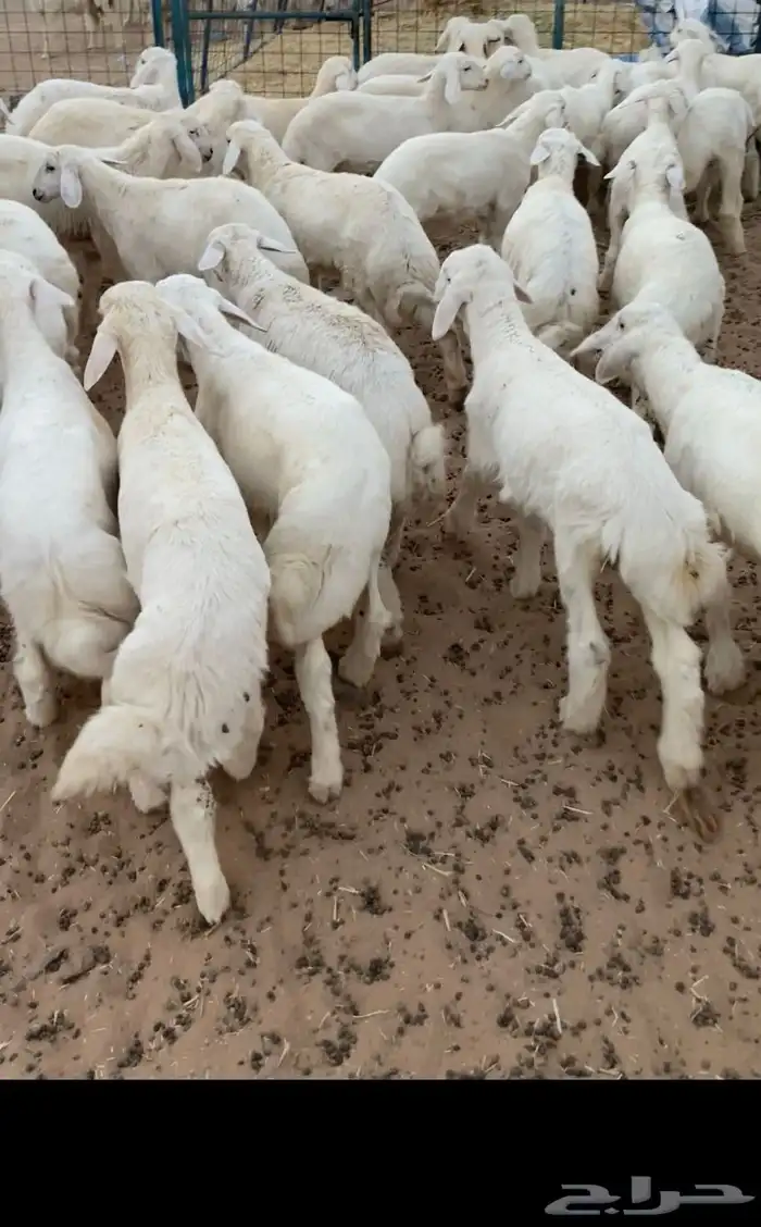 بهم تربيه تم البيع اضغط متابعه يصلك كل جديد نعرضه 2