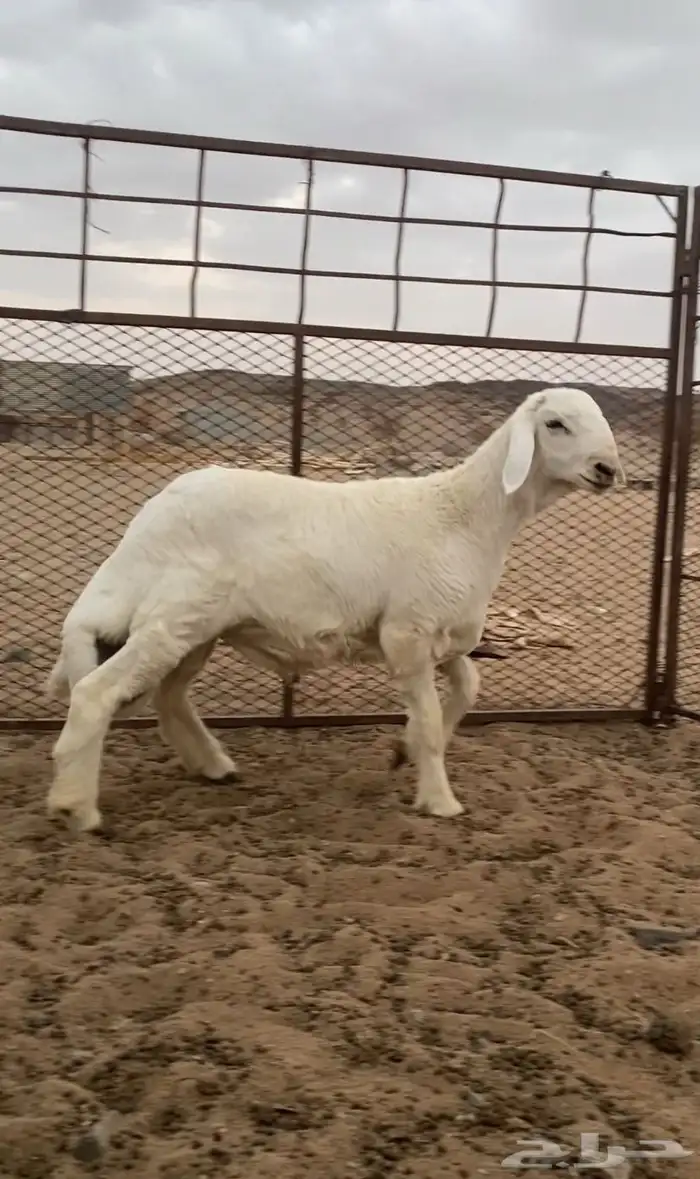 طلي صنف الصنف 1