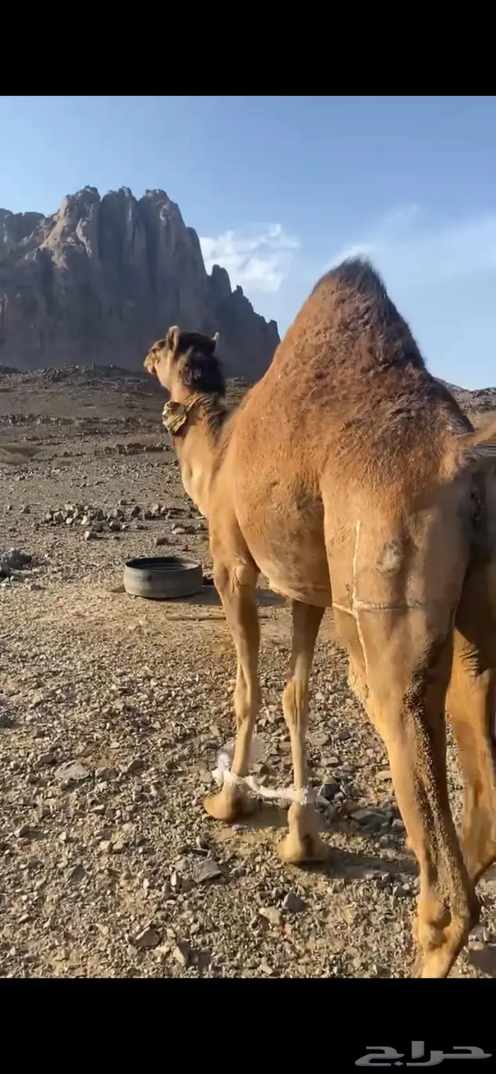 بكره لقحه حمرا 1