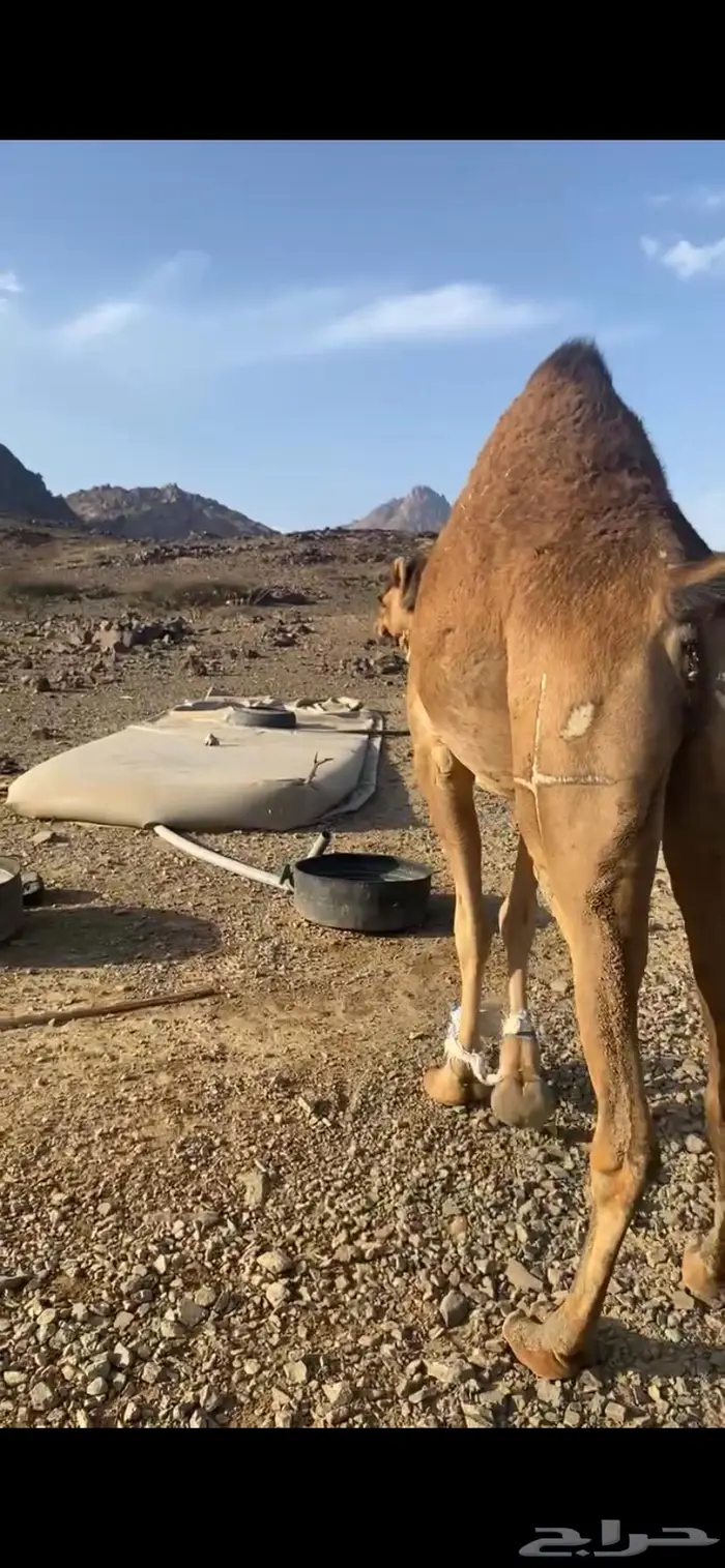 بكره لقحه حمرا 0