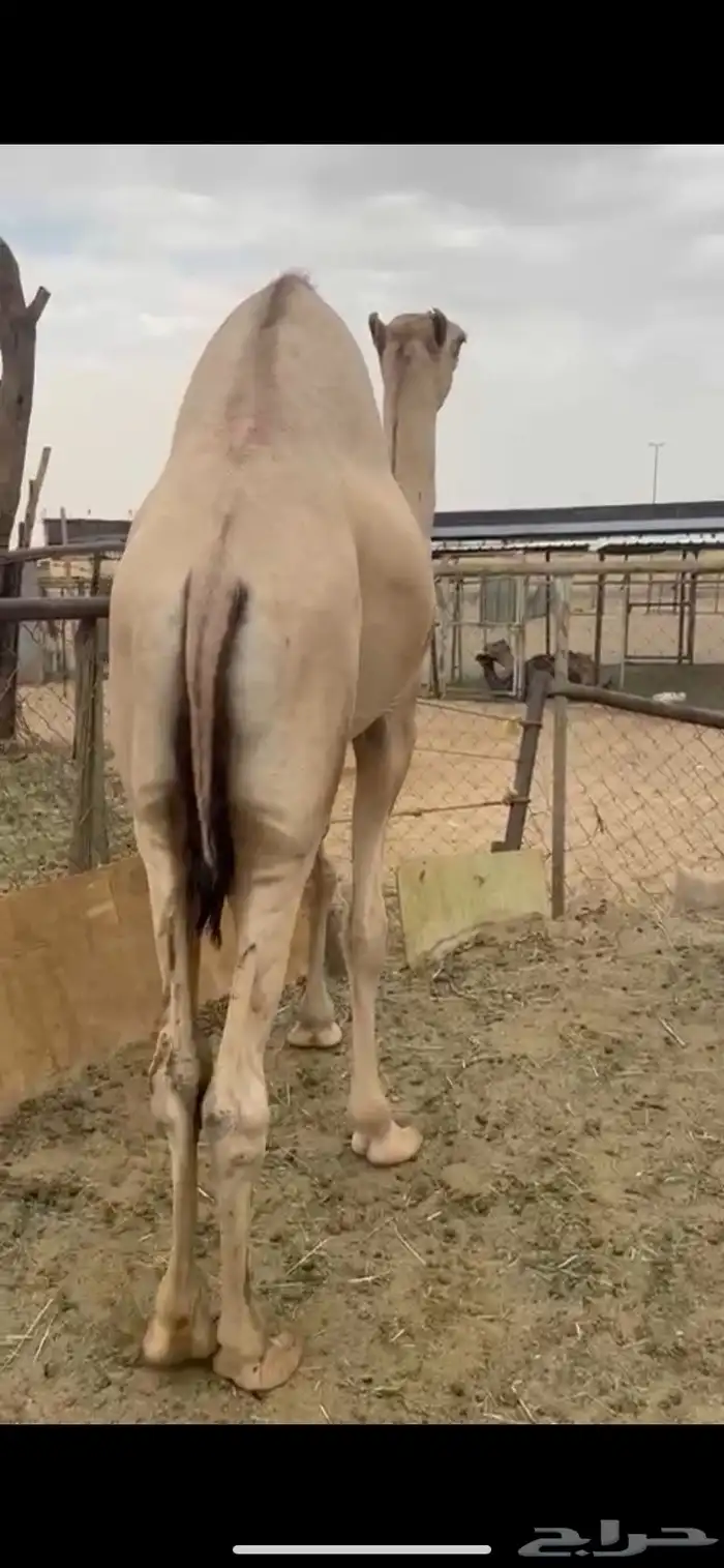 قعود للبيع مغلق يصلح زواج ولامبدا 1