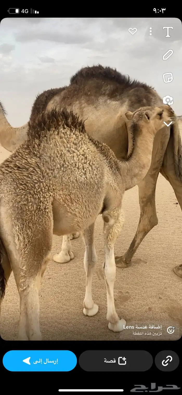 قعود 5 شهور على حليب وبرسيم 3