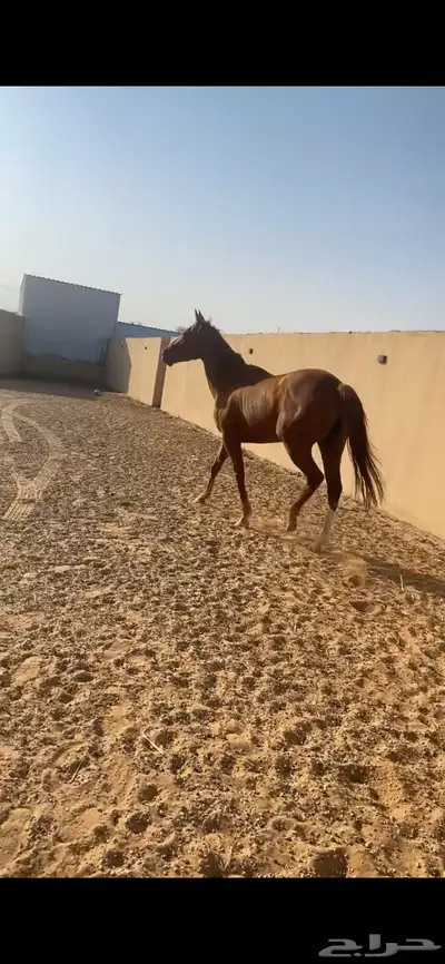 للبيع فرس انتاج العمر 4 سنوات 1