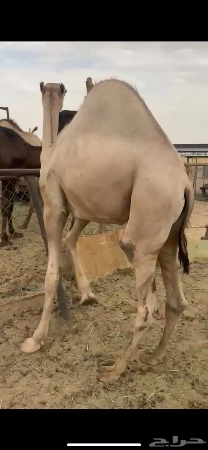 قعود للبيع مغلق يصلح زواج ولامبدا 2